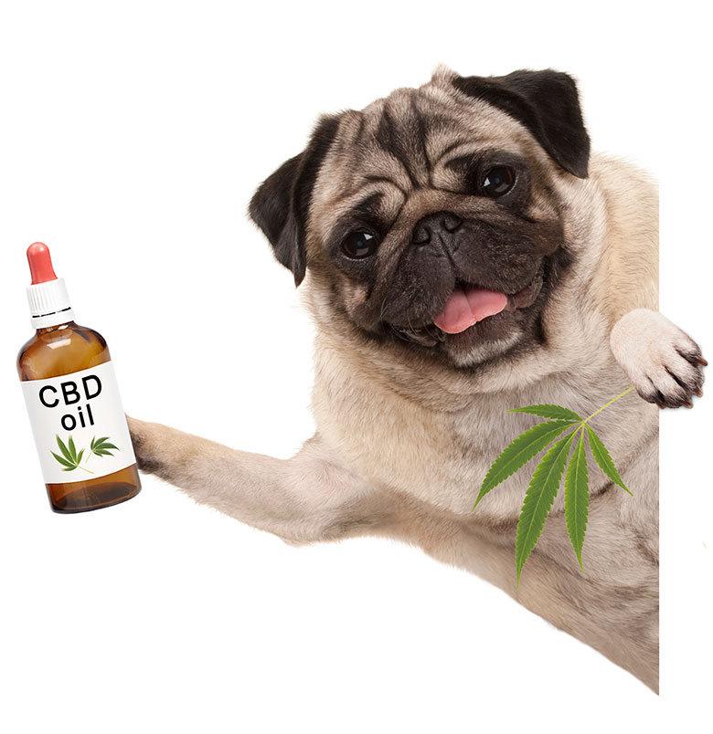 CBD-oil-for-pets2